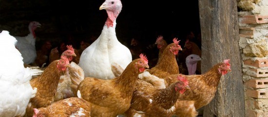 Aviculture : le risque de grippe aviaire retombe à « négligeable »