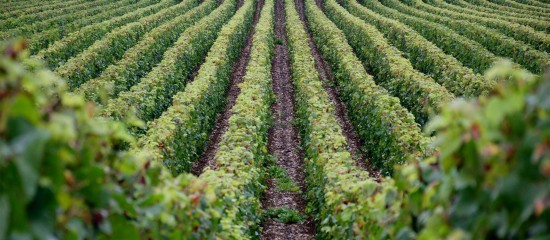 Viticulture : une enquête sur les intentions d’arrachage de vignes