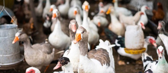 Aviculture : nouvelle campagne de vaccination contre la grippe aviaire