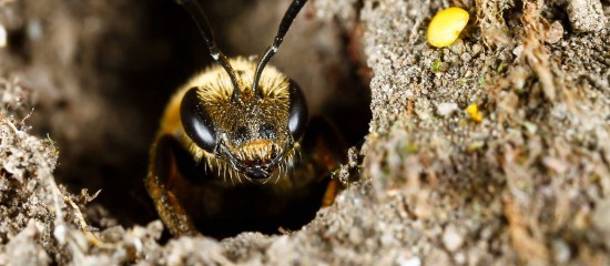 Apiculture : aide aux exploitations apicoles en difficulté