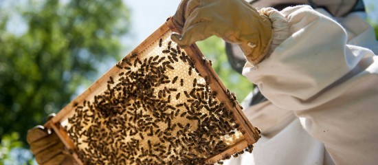 Apiculture : déclaration annuelle des ruches