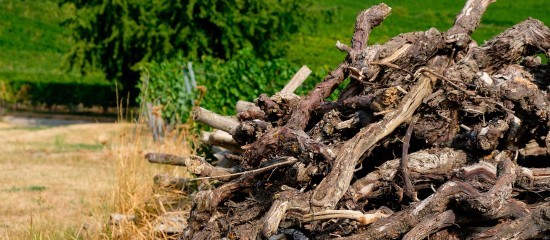 Viticulture : l’aide à l’arrachage de vignes peut être demandée