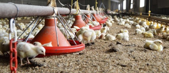 Aviculture : le risque de grippe aviaire redevient « élevé »